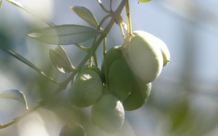 Bruschetta, olivolja och Prosecco image