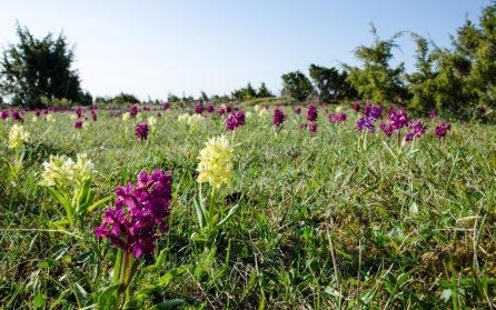 Capellagården i Vickleby image