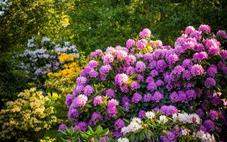 Rhododendronparken  image
