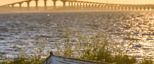 Upptäck fåglarna på Öland hero image