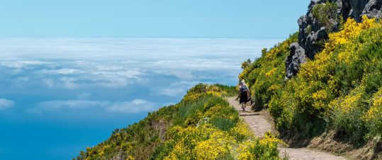 Ljuvliga Madeira tillsammans med PRO Stockholm och vänner hero image