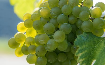 Vandring i Imotski med vinprovning  image