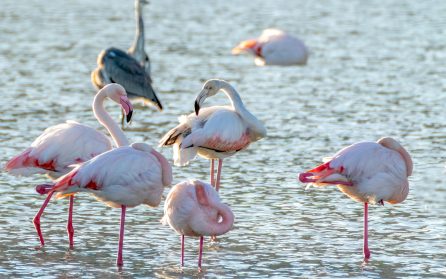 Ledig dag - Calpes strandpromenad image