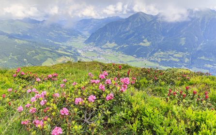 Högre höjder och vackra vyer i Schlossalm image
