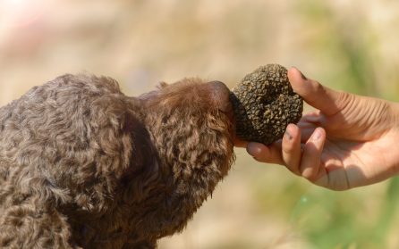 Tryffelvandring image