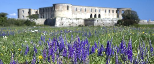 Gunnel Carlsons öländska trädgårdsrum hero image